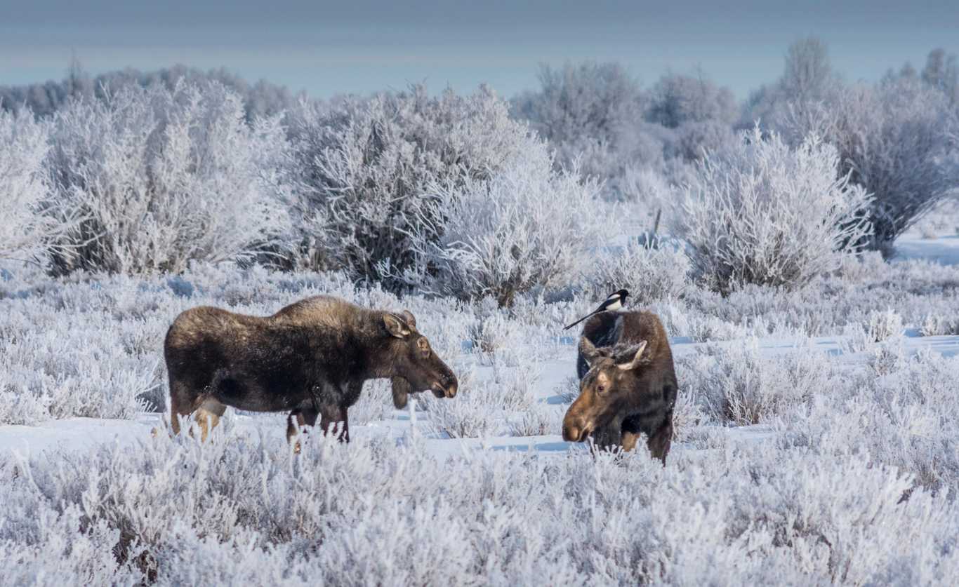 City of Driggs, Idaho City of Driggs, Idaho